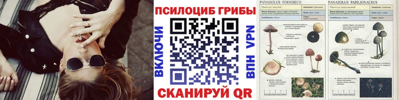 закладка  Беломорск  Псилоцибиновые грибы Cubensis 